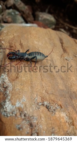Exotic scorpion species on rock, with blurry background