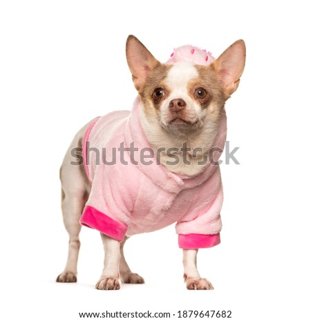 Chihuahua wearing a pink shirt, isolated
