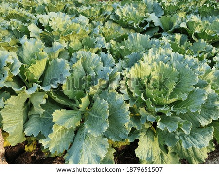 Longlived Cabbage in the farm