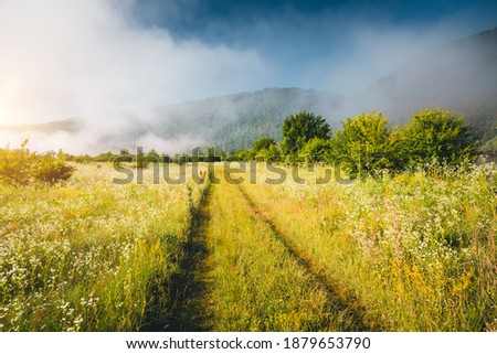 Summer view of the fresh green pasture in the morning sunlight. Location place of Dniester canyon, Ukraine, Europe. Vibrant photo wallpaper. Splendid nature photography. Discover the beauty of earth.
