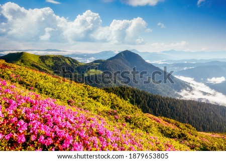 Captivating summer scene with pink rhododendron flowers on a sunny day. Location Carpathian mountains, Ukraine, Europe. Vibrant photo wallpaper. Wonders of the world. Discover the beauty of world.