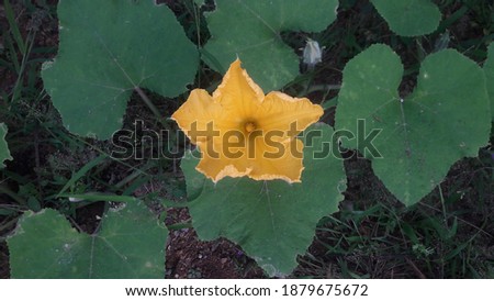 A beautiful view of a pumpkin plant with yellow flower 