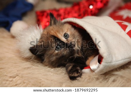 little kitten is cute playing with Christmas decorations