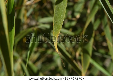 Close-up of a particular variety of bamboo called Fargesia rufa Green Panda