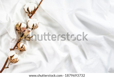 Cotton branch of plant flower on crumpled cotton white fabric. Cotton bed linen. Minimalistic cozy light background. Royalty-Free Stock Photo #1879693732