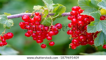 Food Berry. Redcurrant or redcurrant (Ribes rubrum) is a member of the genus Ribes in the gooseberry family. It is native throughout Europe The species is widely cultivated and escaped into the wild Royalty-Free Stock Photo #1879695409