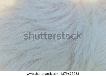 Abstract white dog fur background