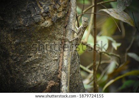 Lizards are a widespread group of squamate reptiles.Lizards and snakes share a movable quadrate bone.Many lizards can detach their tails to escape from predators, an act called autotomy.