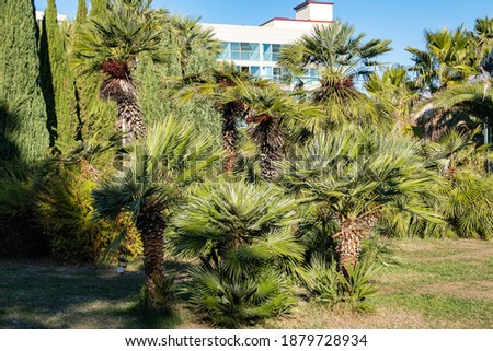 Wonderful Chamaerops humilis palms, European fan or Mediterranean dwarf palms in cooperative park near Sochi commercial seaport. Luxurious leaves against blue sky. Sunny winter day.
