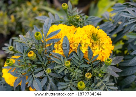 Yellow marigold flower with buds in the garden close up shot