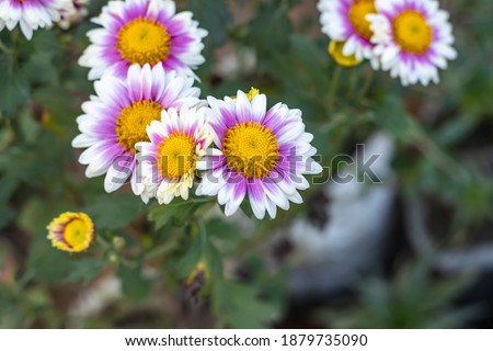 Beautiful bloomed Aster alpinus or the alpine aster or alpine daisy flowers in the home garden