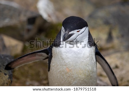 Chinstrap penguin with spread wings in Antarctica close-up