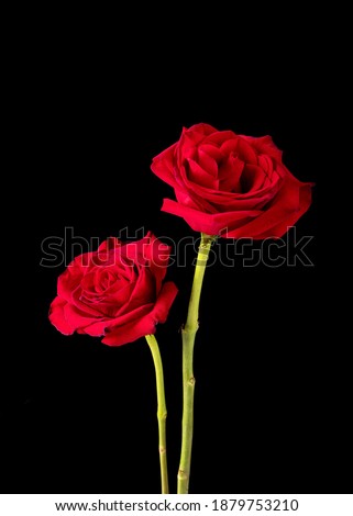 A pair of American Beauty rose blossoms is pictured against a black background.