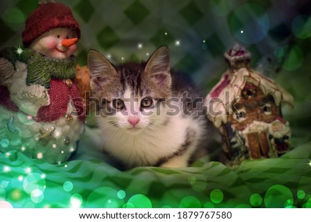 little funny kitten on a christmas background close up