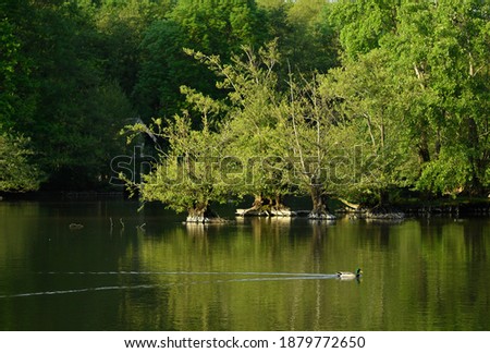 duck swimming in a tree lined river