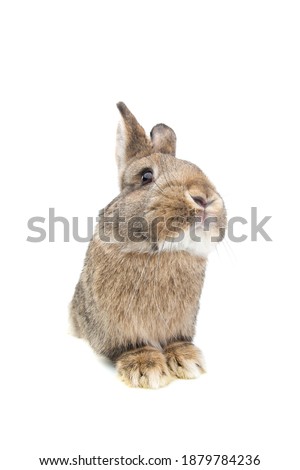 rabbit sitting isolated on white background