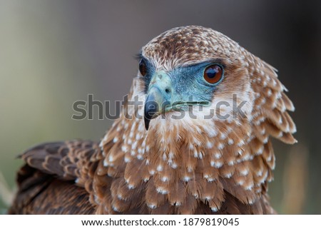 Portrait of a juvenile bateleur (Terathopius ecaudatus) in Kruger National Park in South Africa with a nice blurry background