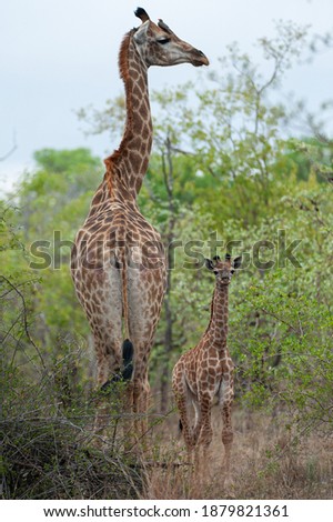 A newborn Giraffe and its mom seen on a safari in South Africa