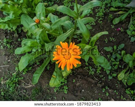 beautiful image of pot merigold flower in a garden india