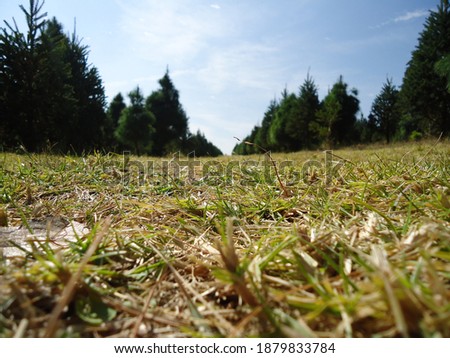 view from the ground and grass of plain with pine trees and sky