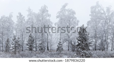 Winter landscape with a snow-covered trees against a white sky background.