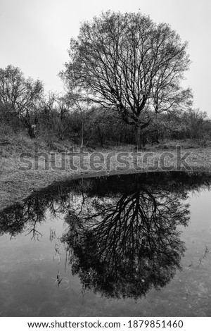 Reflections in the pond, Voorne's Duin Rockanje. The Netherlands.