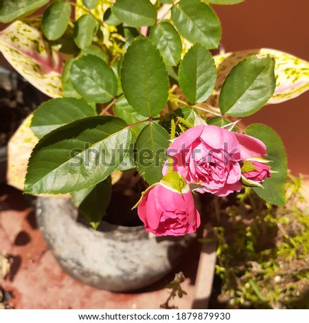 The picture shows roses which grows in a pot. A rose is a woody perennial flowering plant of the genus Rosa, in the family Rosaceae, or the flower it bears. There are over three hundred species.