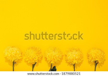 Buds of chrysanthemum on a yellow background with copy space. Banner frame with lush flowers in a minimalist style. Golden wallpaper. Delicious aroma. Hello spring, summer time. Holiday business card.