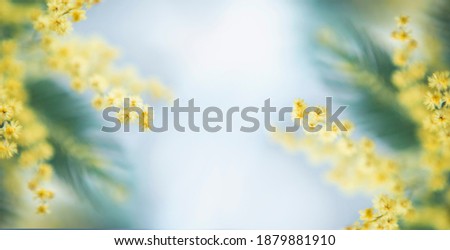 spring mimosa flower. Frame image with soft selected focus. Spring, 8th of march, easter greetings card