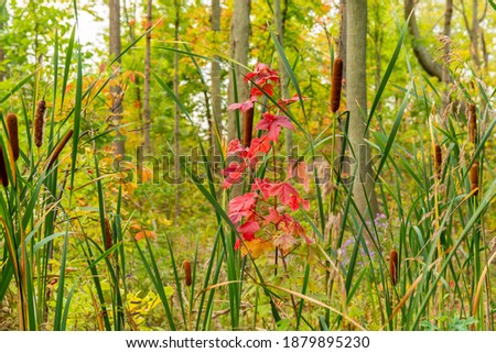 Early signs of autumn featuring red maple leaves in the middle of green wetland on a sunny summer day