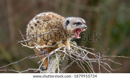 Mongoose on a branch lookout - open mouth showing teeth
