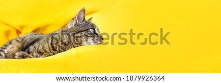 Cute tabby cat with green eyes lies on bright yellow bean bag. Banner for website.