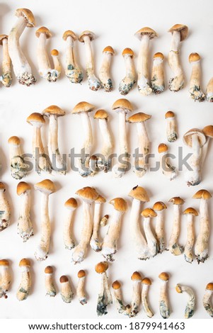 background mushrooms growing psychedelic psilocybe cubensis