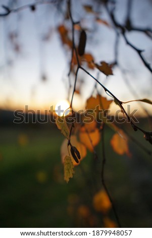 a picture of a branch in front of setting sun.  leafs at sunset