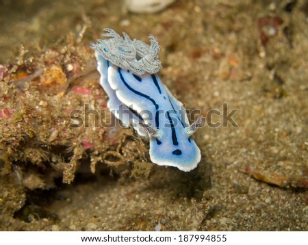 A white and black nudibranch