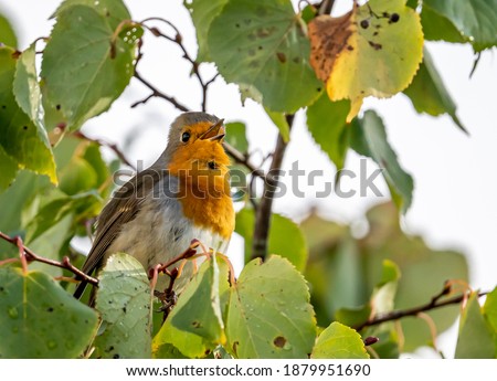 close up of a robin bird resting on a tree and chirping during autumn, germany