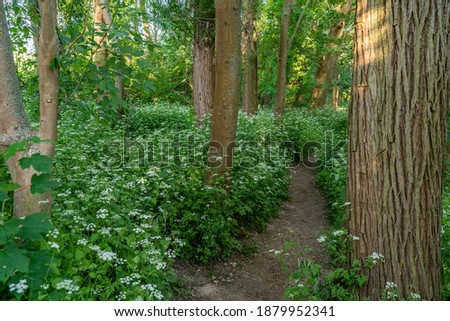 a narrow path in the forest near frankfurt