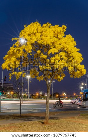 Beautiful yellow night ipes around the city.