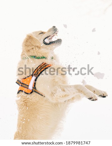 English Cream Golden Retriever is having the time of his life after snowfall in Pittsburgh, Western Pennsylvania. Keep calm and have fun.