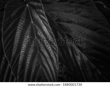 abstract texture pattern of leaf in dark black color with blurry effect using as a background.defocus