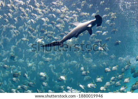 A huge hammerhead shark swimming stealthily and looking for its prey under a shoal of silver moony fish (diamondfish), which are fleeing from the ferocious predator, in Xpark Aquarium, Taoyuan, Taiwan