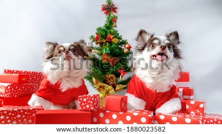 Two chihuahua dogs wearing a red christmas santa costume looks at camera. isolated on white background.