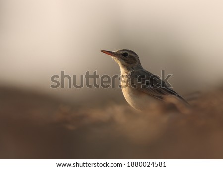 India, 18 December, 2020 : Closeup of paddyfield pipit, natural background.