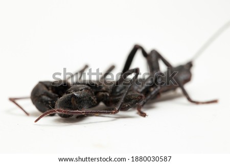 Close up of whip scorpion or vinegarroon (Mastigoproctus giganteus) on white background
