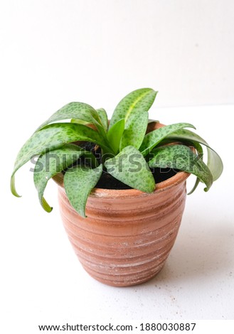 Close up of fresh green leaves of Drimiopsis kirkii baker or resnova in terracotta pots. White isolated.