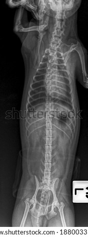 x ray chornic heart failure 8 year olds chihuahua dog ,front view