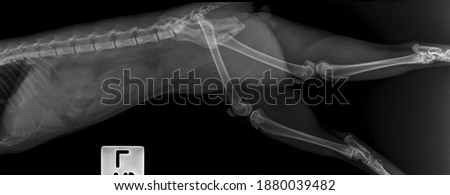 x ray normal hip male cat , side view 