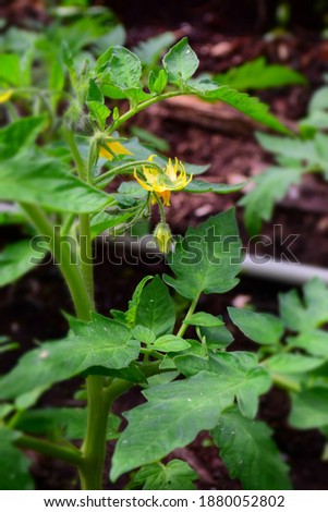 Tomato Plant Blossom With a Bright Yellow Flower Parts, Leaves and Stalks. Stock Photo