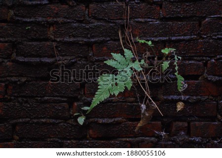 The fern has jagged edges and long slender leaves. There is a root attached to the old black cement brick wall with water on it. Striking bright green leaves