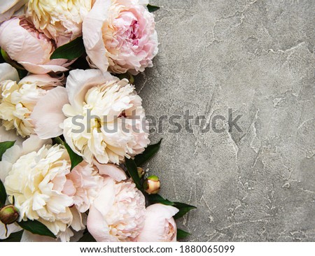 Fresh light pink peony flowers border with copy space on grey concrete  background, flat lay. 